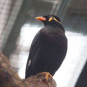 Greater hill myna (Gracula religiosa intermedia), 2023-02-19