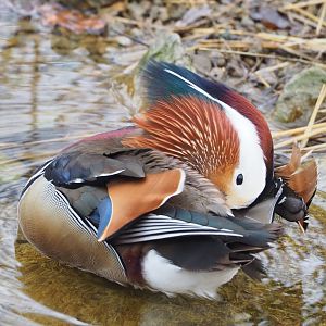 Feral Mandarin duck drake (Aix galericulata), 2023-02-19