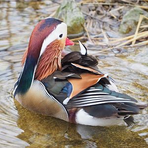 Feral Mandarin duck drake (Aix galericulata), 2023-02-19