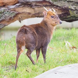 Reeves's muntjac (Muntiacus reevesi), 2023-02-19