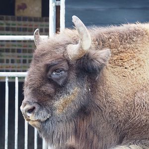 Wisent (Bison bonasus), 2023-02-19