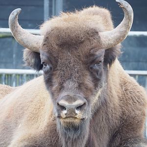 Wisent (Bison bonasus), 2023-02-19