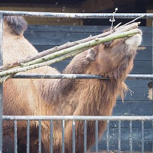Domestic Bactrian camel (Camelus bactrianus) chewing on branches, 2023-02-19