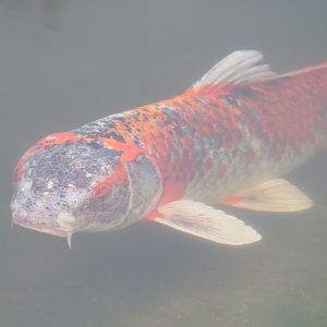Koi (Cyprinus rubrofuscus), 2023-02-19
