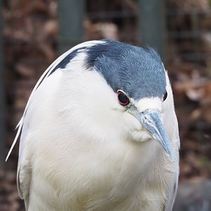 Black-crowned night heron (Nycticorax nycticorax nycticorax), 2023-02-19