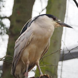 Black-crowned night heron (Nycticorax nycticorax nycticorax), 2023-02-19