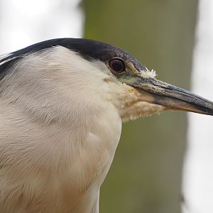 Black-crowned night heron (Nycticorax nycticorax nycticorax), 2023-02-19