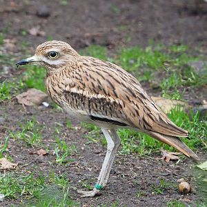 European thick-knee (Burhinus oedicnemus oedicnemus), 2023-02-19