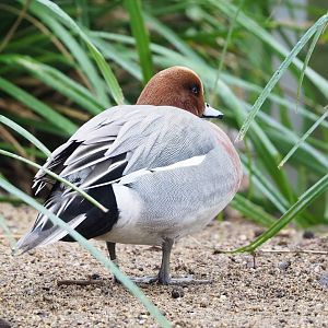 Eurasian wigeon drake (Mareca penelope), 2023-02-19