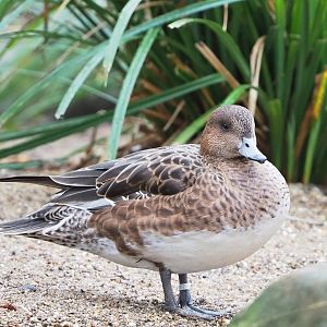 Female Eurasian wigeon (Mareca penelope), 2023-02-19
