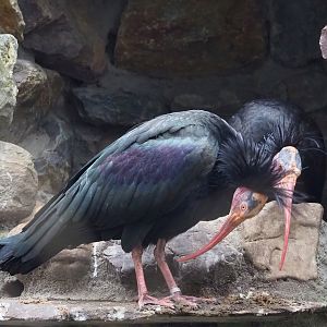 Waldrapps (Geronticus eremita), 2023-02-19