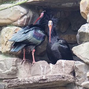 Waldrapps (Geronticus eremita), 2023-02-19