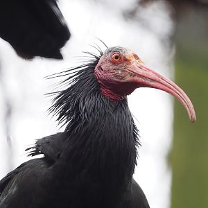 Waldrapp (Geronticus eremita), 2023-02-19