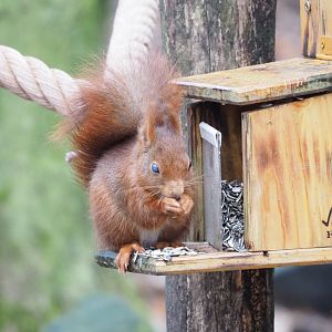 Eurasian red squirrel (Sciurus vulgaris), 2023-02-19