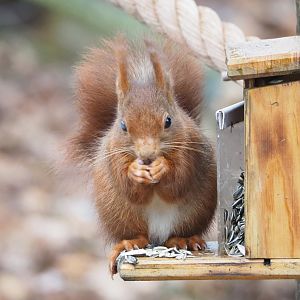 Eurasian red squirrel (Sciurus vulgaris), 2023-02-19