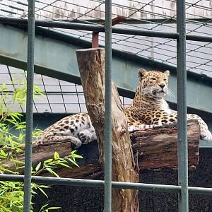Last Indian Leopard in europe