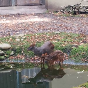 Southern Pudu mother and fawn