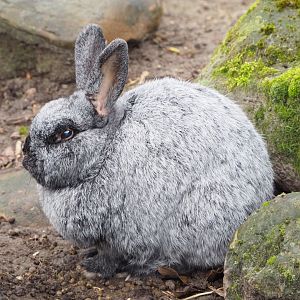 Domestic rabbit (Oryctolagus cuniculus domesticus), 2023-02-19