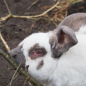 Domestic rabbit (Oryctolagus cuniculus domesticus), 2023-02-19