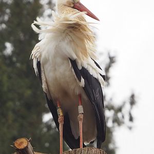 European white stork (Ciconia ciconia), 2023-02-19