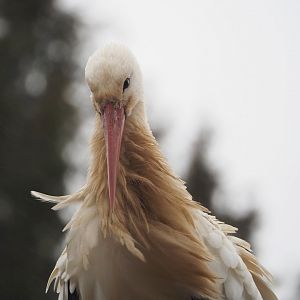 European white stork (Ciconia ciconia), 2023-02-19