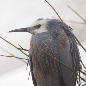 White-faced heron (Egretta novaehollandiae), 2023-02-19