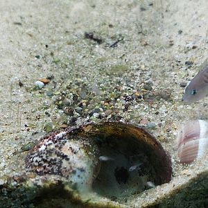 Neolamprologus multifasciatus with offspring in snailshell