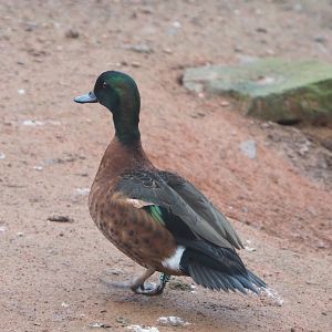 Chestnut teal (Anas castanea), 2023-02-19