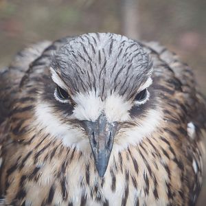 Bush stone-curlew  (Burhinus grallarius), 2023-02-19