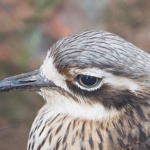 Bush stone-curlew  (Burhinus grallarius), 2023-02-19