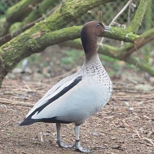 Australian maned wood duck (Chenonetta jubata), 2023-02-19