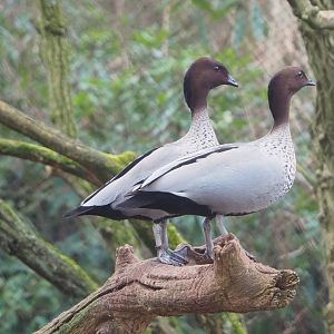 Australian maned wood ducks (Chenonetta jubata), 2023-02-19