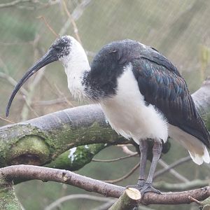 Straw-necked ibis (Threskiornis spinicollis), 2023-02-19