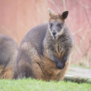 Swamp wallaby (Wallabia bicolor), 2023-02-19