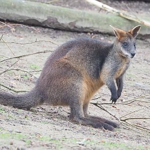Swamp wallaby (Wallabia bicolor), 2023-02-19