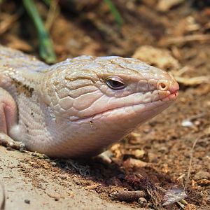 Eastern blue-tongued skink (Tiliqua scincoides scincoides), 2023-02-19