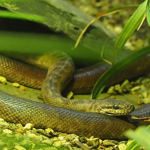 Children’s python (Antaresia childreni), 2023-02-19