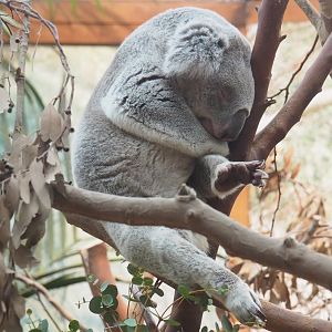 Koala (Phascolarctos cinereus), 2023-02-19