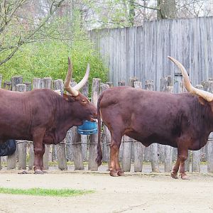 Ankole-Watusi cattle (Bos taurus indicus), 2023-02-19