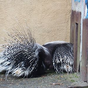 Cape porcupines (Hystrix africaeaustralis), 2023-02-19