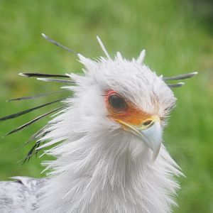 Secretary bird (Sagittarius serpentarius), 2023-02-19