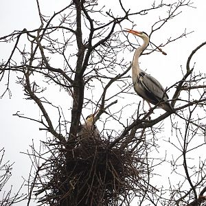 Wild Grey herons (Ardea cinerea) nesting, 2023-02-19
