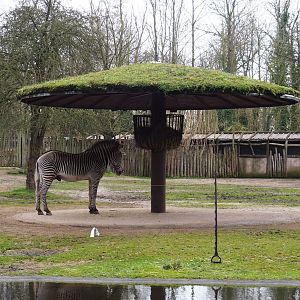 Grevy's zebra feeding station and shade structure, 2023-02-19