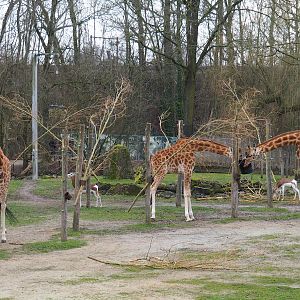 Kordofan giraffes (Giraffa camelopardalis antiquorum) and Mhorr gazelles (Nanger dama mhorr), 2023-02-19