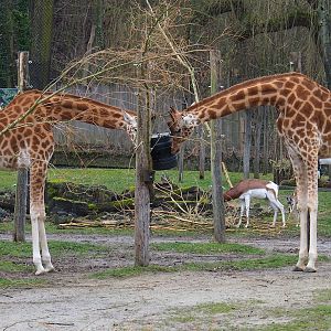 Kordofan giraffes (Giraffa camelopardalis antiquorum) and Mhorr gazelles (Nanger dama mhorr), 2023-02-19