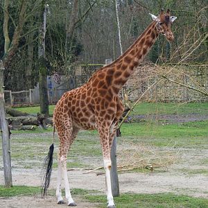 Kordofan giraffe, 2023-02-19