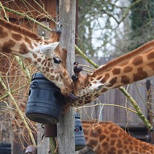 Kordofan giraffes, 2023-02-19