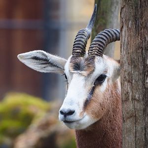 Mhorr gazelle (Nanger dama mhorr), 2023-02-19