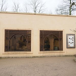 Barbary macaque indoor exhibit, 2023-02-19