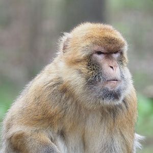 Barbary macaque (Barbary ape) (Macaca sylvanus), 2023-02-19